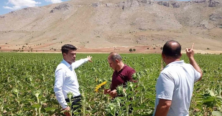 Elbistan’da yağlık ayçiçeğinde çayır tırtılına karşı teyakkuza geçildi
