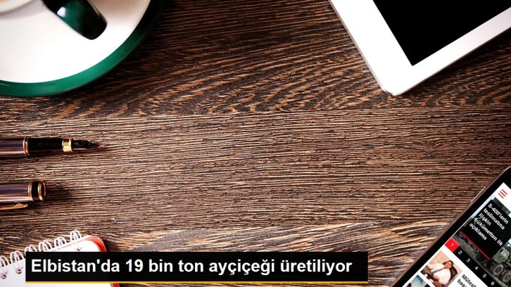 Elbistan'da 19 bin ton ayçiçeği üretiliyor