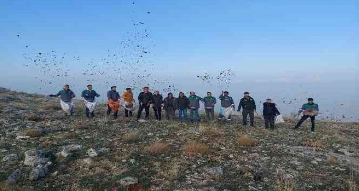 Elbistan’da, doğada bin yıl yaşayan sedir ağacı tohumları toprakla buluştu