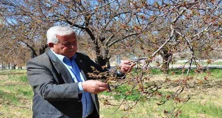 Elbistan’da kayısıyı zirai don vurdu