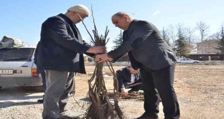 Elbistan'da üreticilere 6 bin 300 adet ceviz fidanı dağıtıldı