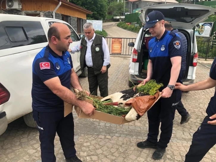 Elektrik akımına kapılan leylek için ekipler seferber oldu
