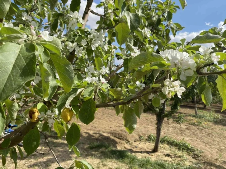 Elma ağaçları yıl içerisinde ikinci kez çiçek açtı
