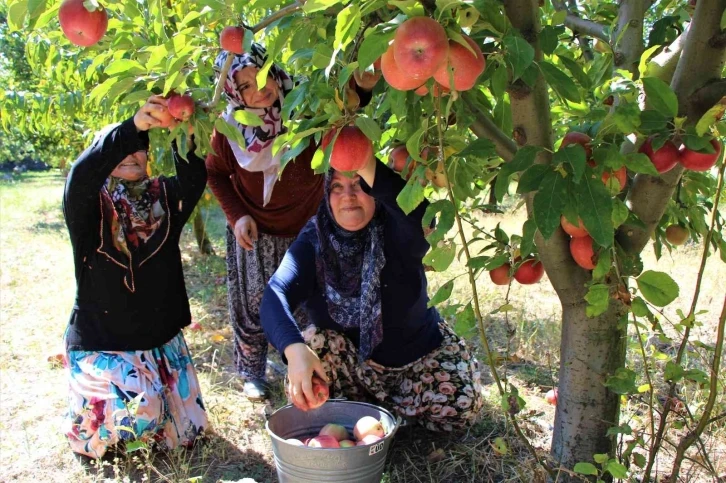 Elma hasadına başlanan Amasya’da bahçeler rengarenk
