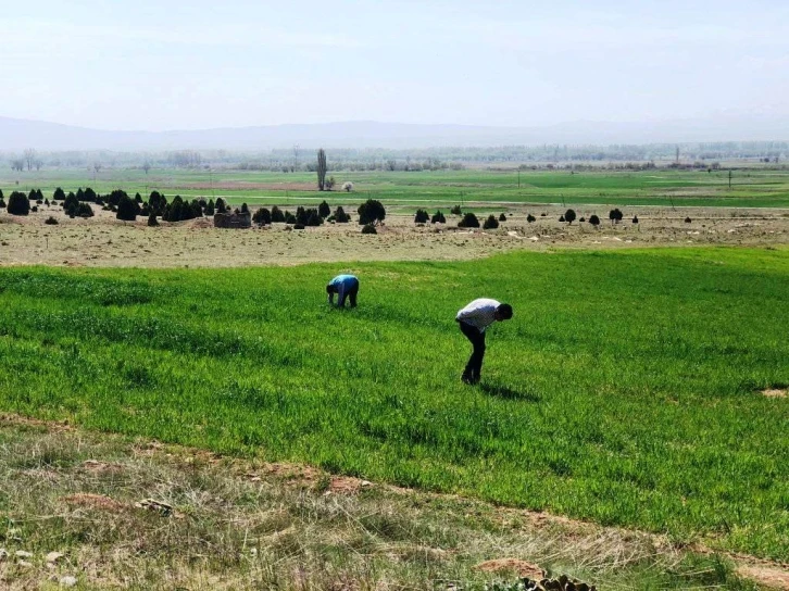 Emet’te süne zararlısı ile mücadele çalışmaları
