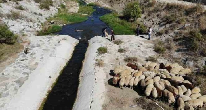 Enkaz kent Hatay’da kurbanlıklar, ırmakta serinliyor