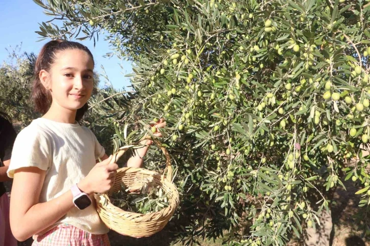 Enkaz kentte zeytin hasadı buruk başladı
