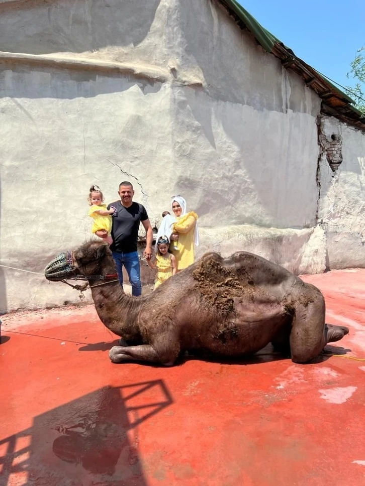 Erkek çocuğu olursa kurban adağında bulunmuştu: Deve kesecek
