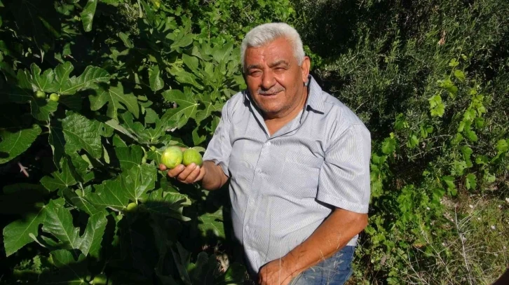 Erkenci incir üreticinin yeni gelir kapısı oldu
