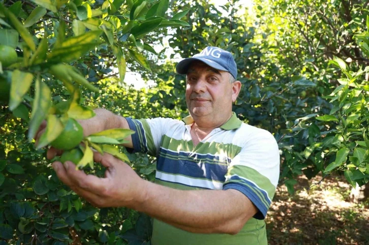 Erkenci mandalina hasadında çalışacak işçi bulamayan bahçe sahibi, 10 dönümlük bahçesinde hasada tek başına başladı
