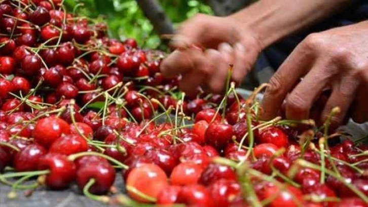 Erkenci meyveleri 'don' vurdu, fiyatlar fırladı