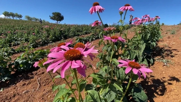 Erzincan 500 dolayında endemik bitkiye ev sahipliği yapıyor
