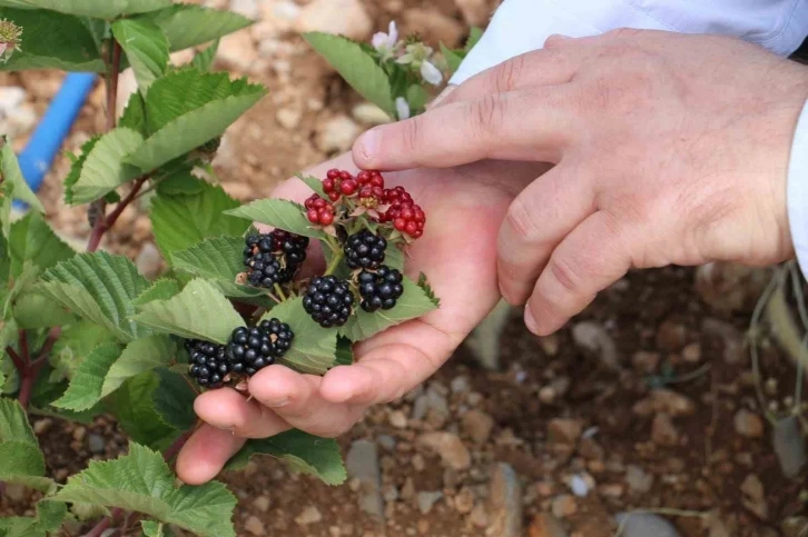 Erzincan’da atıl araziler tarıma kazandırılıyor
