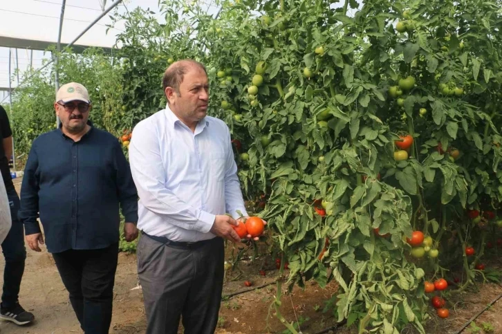 Erzincan seralarında üretilen domates 16 liradan alıcı buluyor
