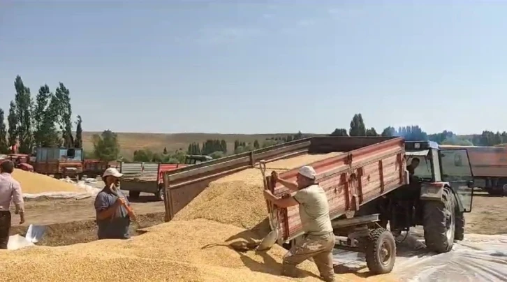 Erzurum’da hububat hasadı sürüyor
