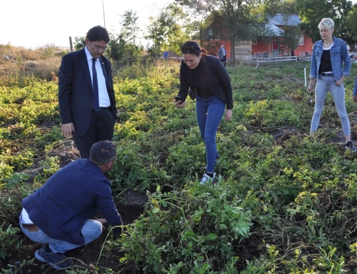 Erzurum’da mor patates ekilecek
