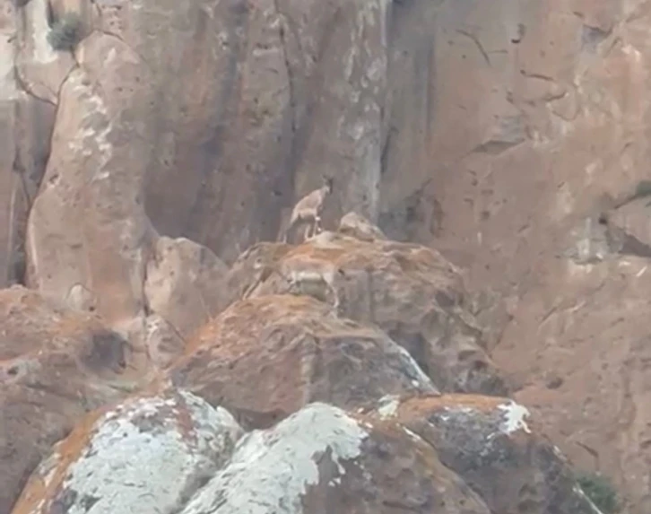 Erzurum’da nesli tükenmekte olan yaban keçileri görüntülendi
