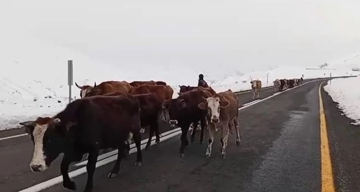 Erzurum’da yaylacıların zorlu yolculuğu
