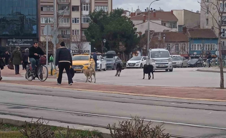 Eskişehir’de başıboş köpekler çevreye endişe veriyor
