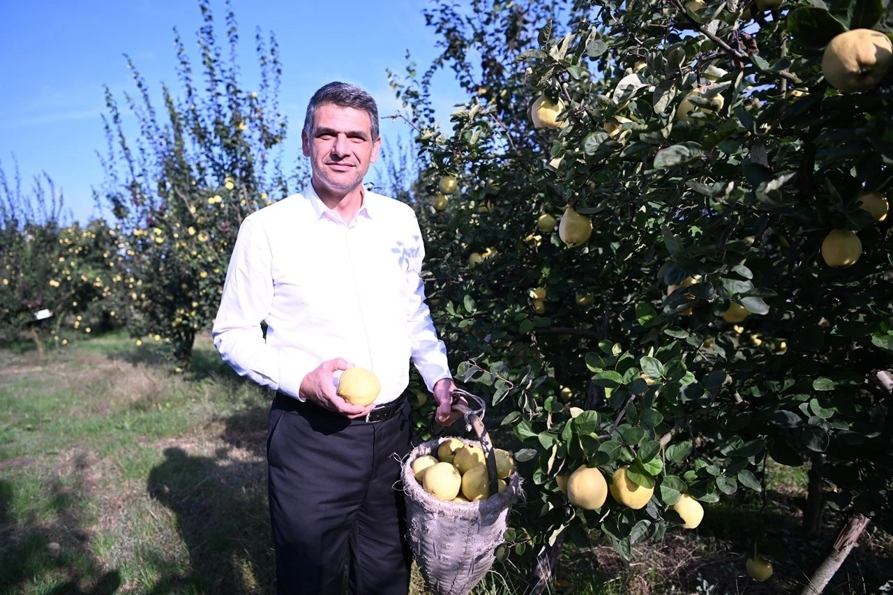 Eşme Ayva Festivali 20 Ekim’de düzenlenecek
