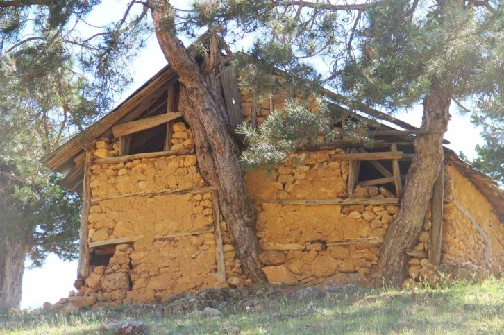 Evin duvarının içinden çıkan ağaç görenleri hayrete düşürüyor