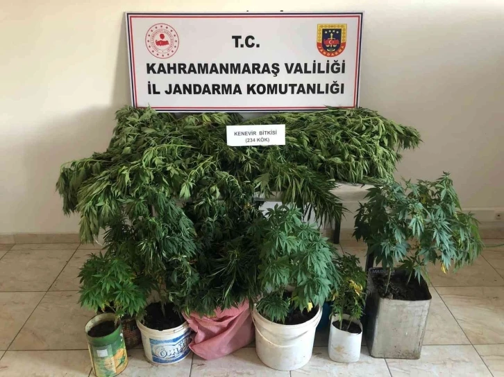 Evlerinde kenevir yetiştirirken yakalandılar
