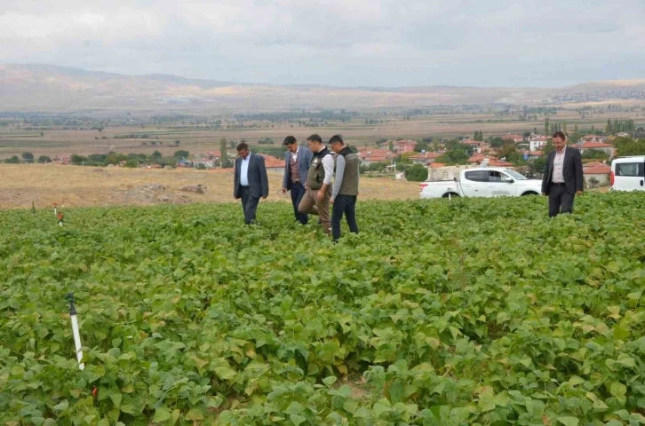 Fasulye hasadı bu yıl 16 bin ton olarak gerçekleşti
