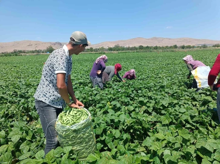 Fasulyenin satış fiyatının bir anda düşmesi üreticileri üzdü
