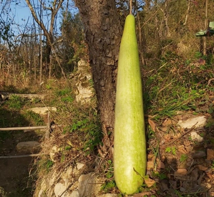 Fatsa’da 90 santimetrelik kabak yetiştirildi
