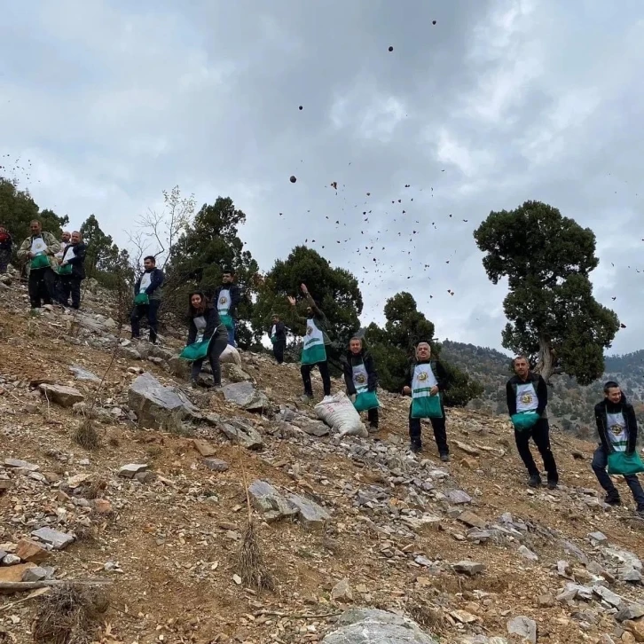 Feke’de sedir tohumları toprakla buluşuyor
