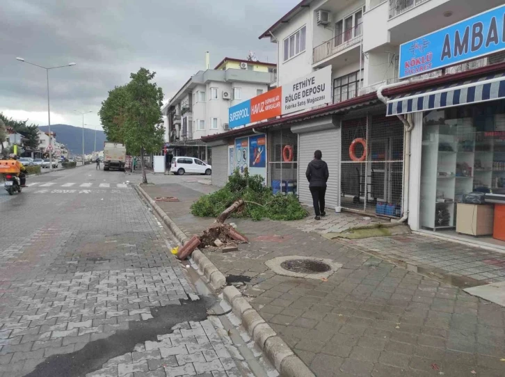 Fethiye seralar hasar gördü, ağaçlar devrildi
