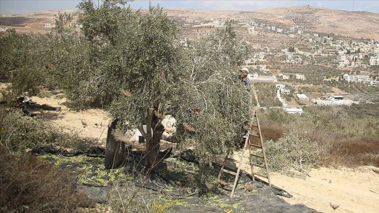 Filistinli çiftçilere Yahudi işgalci zulmü... Zeytin hasadı yapamıyorlar!