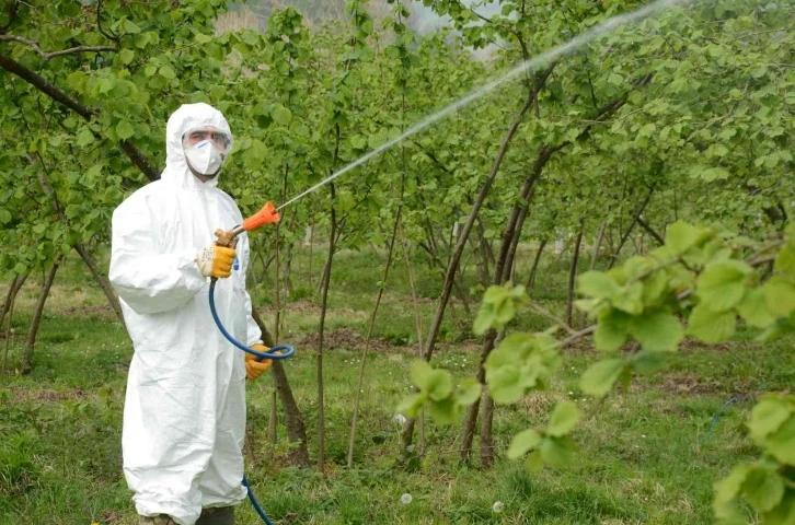 Fındıkta külleme mücadelesi başladı
