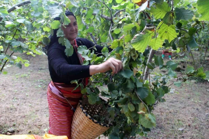 Fındıkta randıman ve kalite için hasat uyarısı
