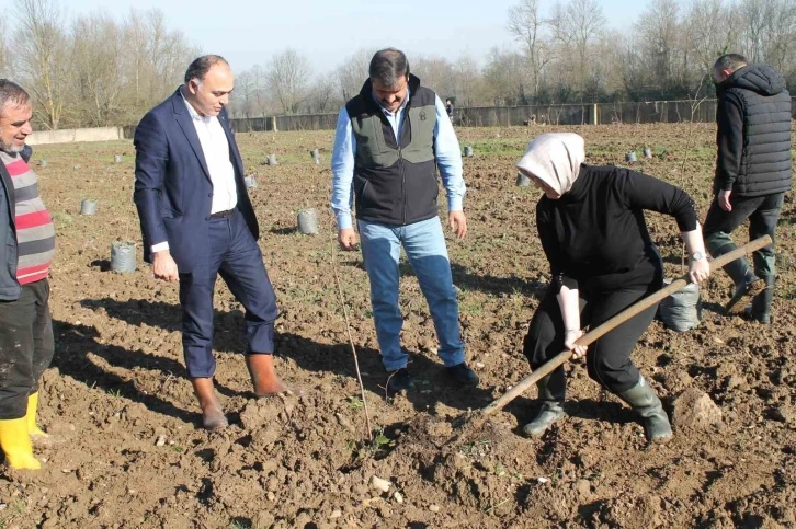 Fındıkta verim ve kalite artıracak proje
