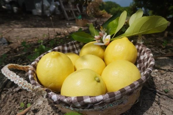 Finike'nin limon ve narı Nuh'un Ambarı Listesi'nde