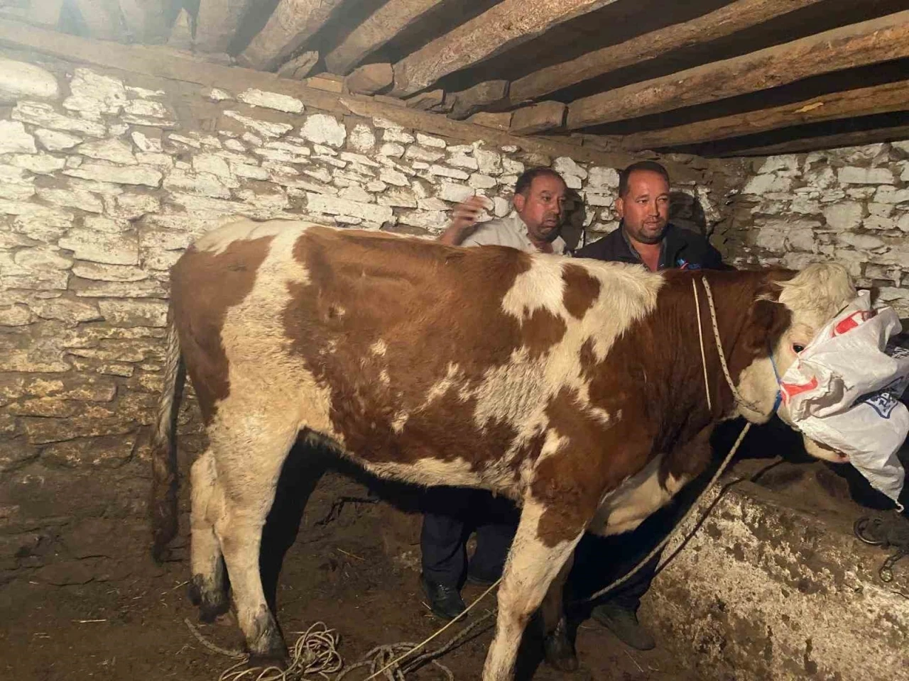 Firari inek 42 günlük kovalamacanın ardından yakalandı
