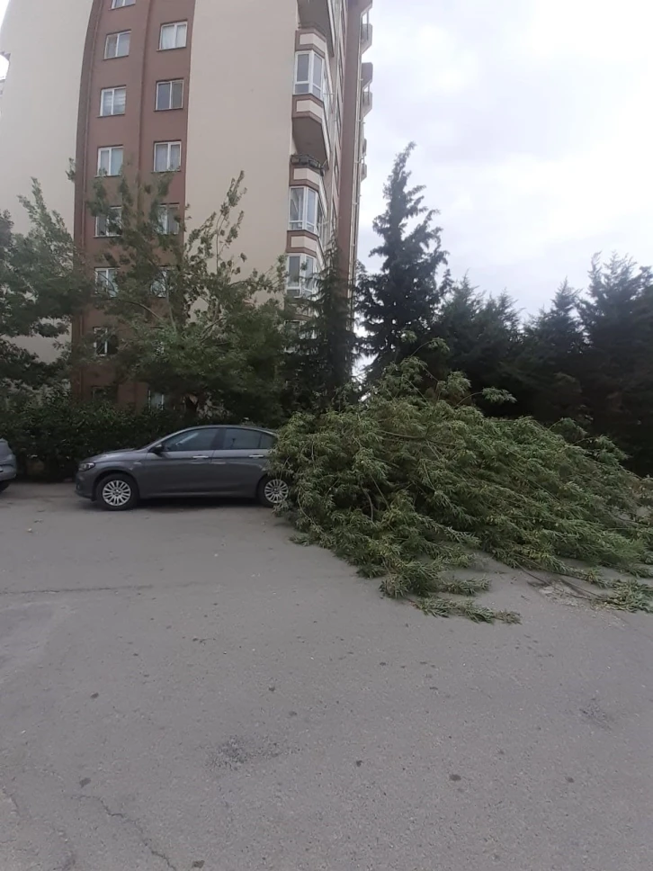 Fırtınada devrilen ağaç otomobilin üzerine düştü
