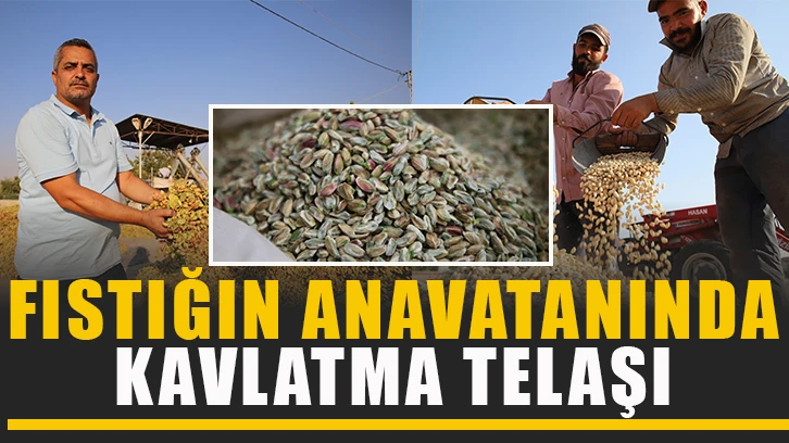 Fıstığın anavatanında kavlatma telaşı