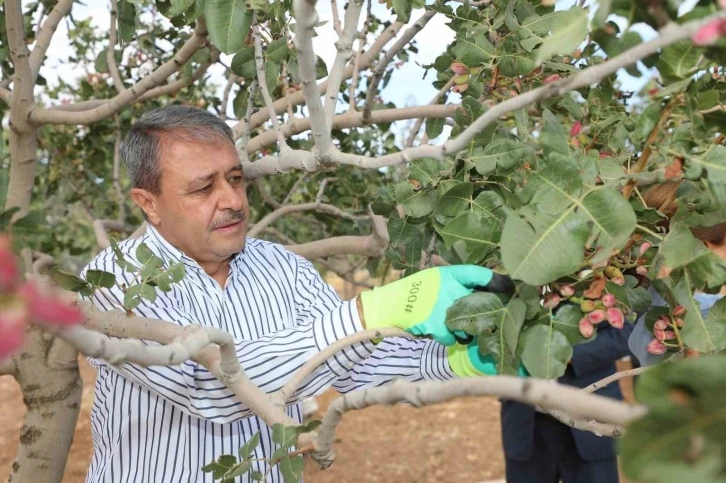 Fıstığın başkentinde hasat heyecanı
