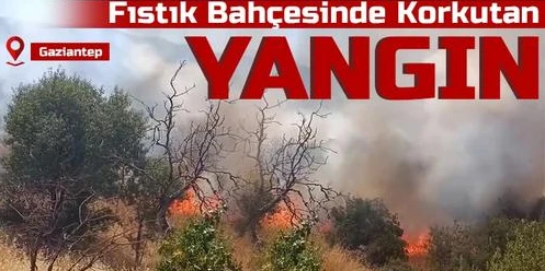 Fıstık Bahçesinde Korkutan Yangın 