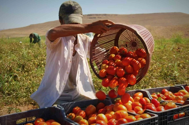 Fiyat farkını görenler neye uğradıklarını şaşırıyor: Domates tarlada 2 buçuk, markette 13 liraya satılıyor
