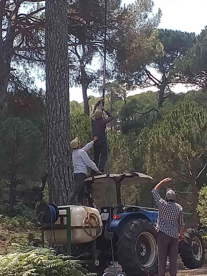 Fiyatı altınla yarışınca üretici, çam ağaçlarına gözü gibi bakmaya başladı
