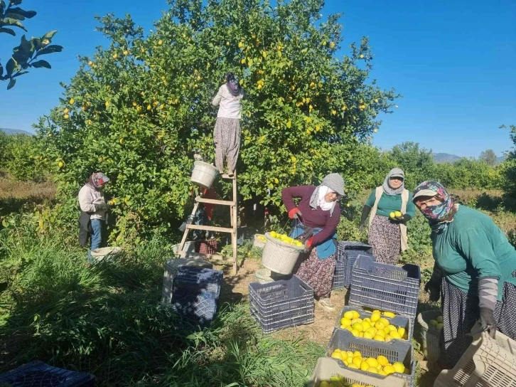 Fiyatı üreticiyi sevindirdi, Çukurova’da türkülü limon hasadı
