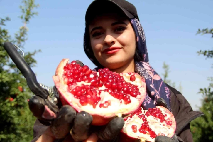 Fiyatı yüzde yüz artan nar yüz güldürüyor
