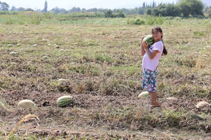 Fiyatlar düşünce karpuz tarlada kaldı
