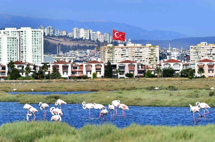 Flamingolar İzmirlileri büyülüyor
