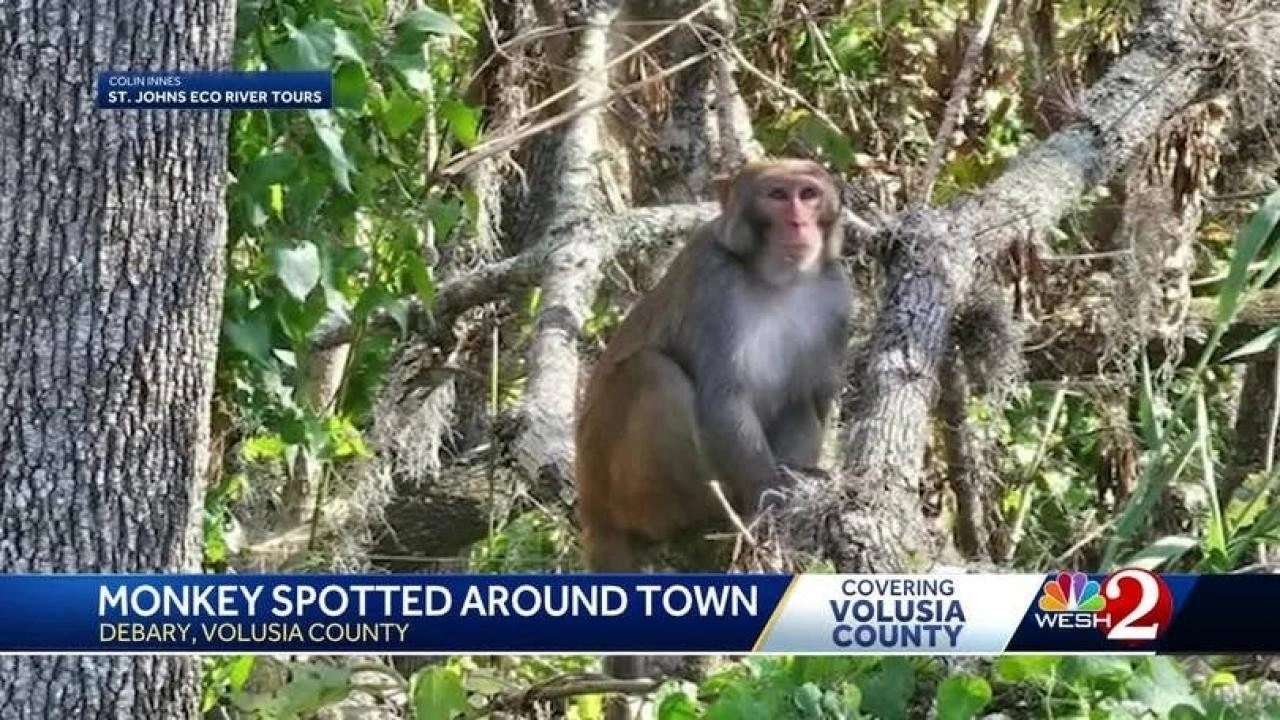 Florida sokaklarında vahşi maymunlar görüldü