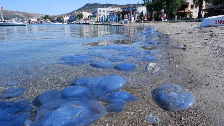 Foça’da denizanası istilası sürüyor: Su altı kamerasıyla istila görüntülendi
