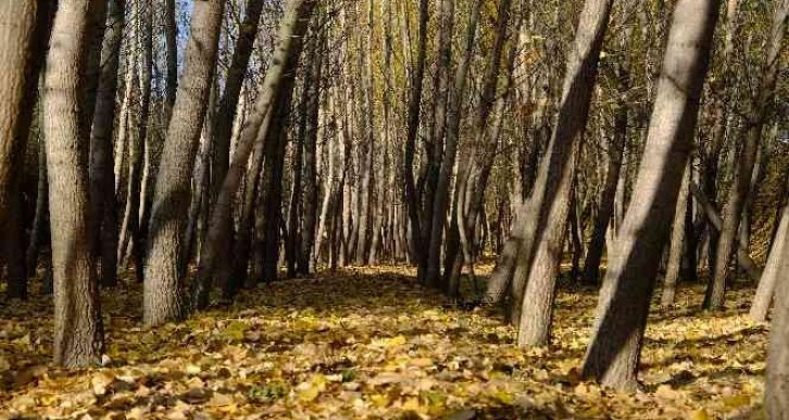 Fotoğraf tutkunları sonbaharın en iyi karesini yakalamak için kamera arkasına geçti